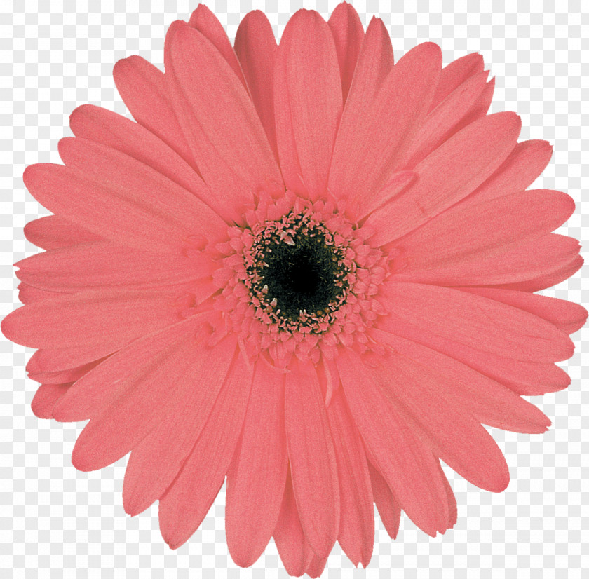 Gerbera Stock Photography White Royalty-free Flower PNG