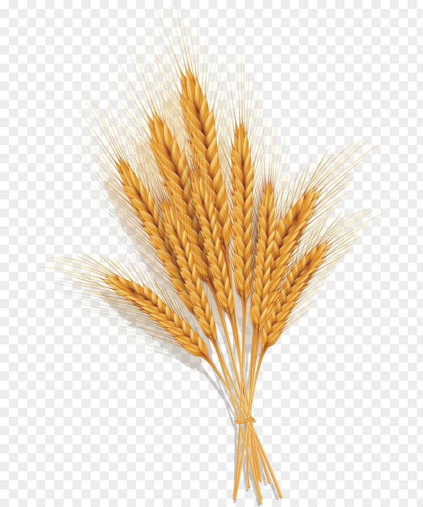 Golden Wheat Emmer Spelt Common Ear PNG
