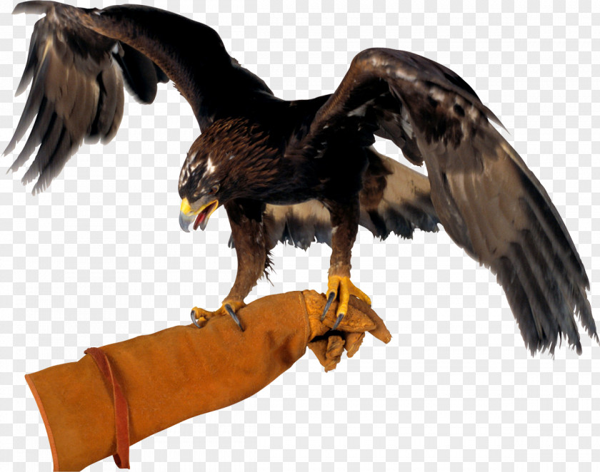 Hawk Flight Bald Eagle Bird Of Prey PNG