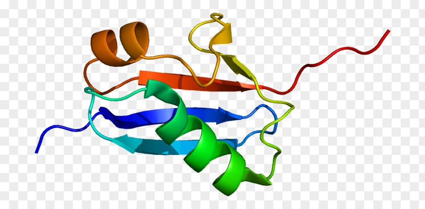Heat Shock SUMO Protein SUMO2 Small Ubiquitin-related Modifier 1 SUMO3 Structure PNG