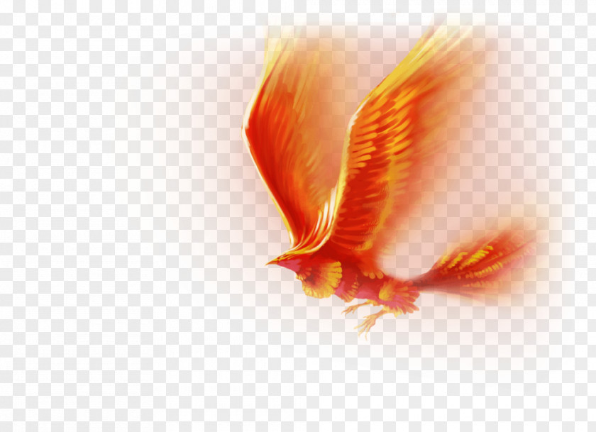 Phoenix Desktop Wallpaper Image Clip Art PNG
