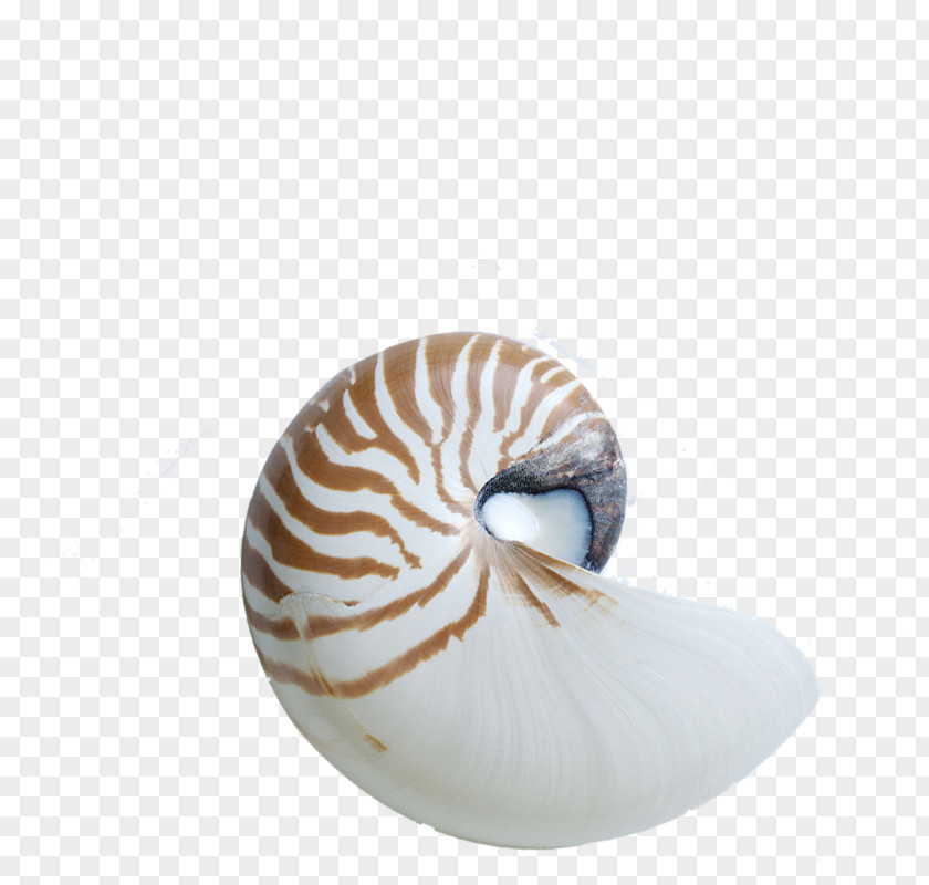 Shell Chambered Nautilus Seashell Gastropod Sea Snail PNG