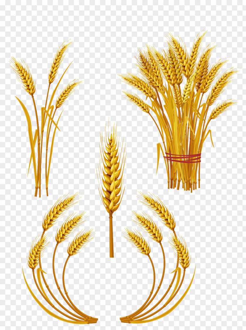 Wheat Royalty-free Ear Clip Art PNG