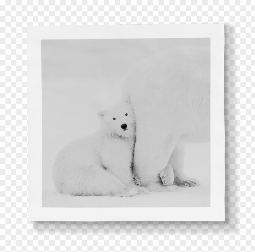 Arctic Fox Whiskers Polar Bear Dog Cat PNG