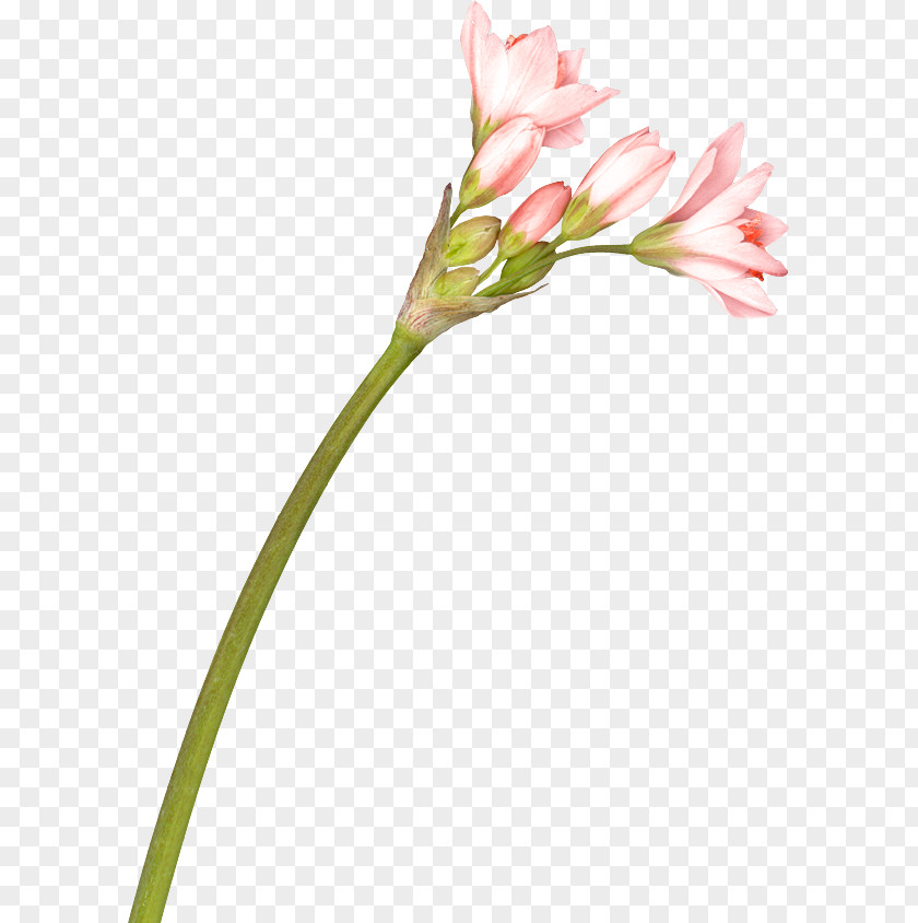 Cut Flowers Lily Of The Incas Alstroemeriaceae PNG