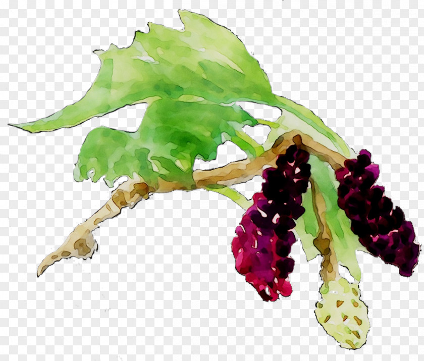 Grape PNG