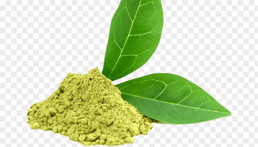 Green Tea Dietary Supplement Epigallocatechin Gallate Extract PNG