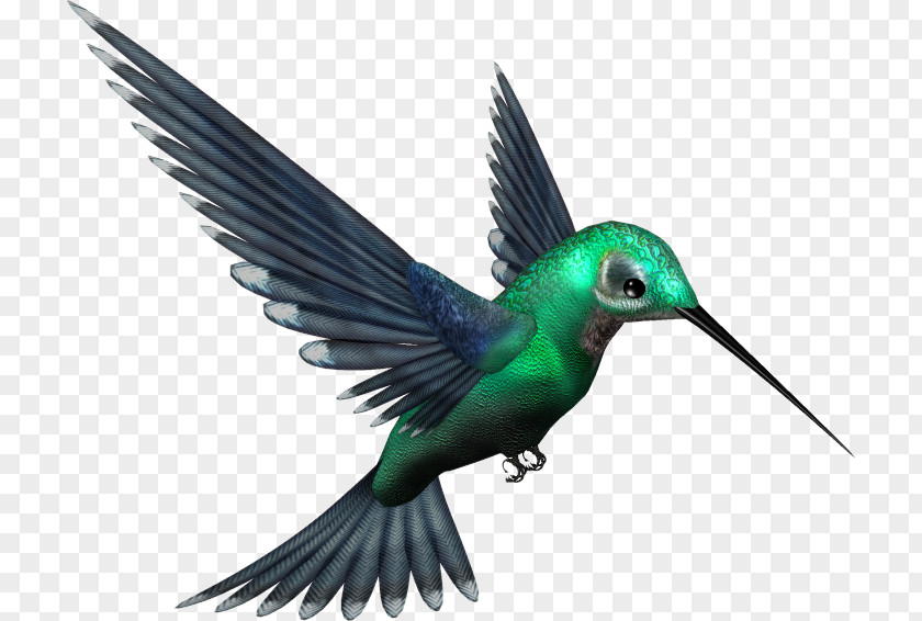 Haming Birds Hummingbird Clip Art PNG