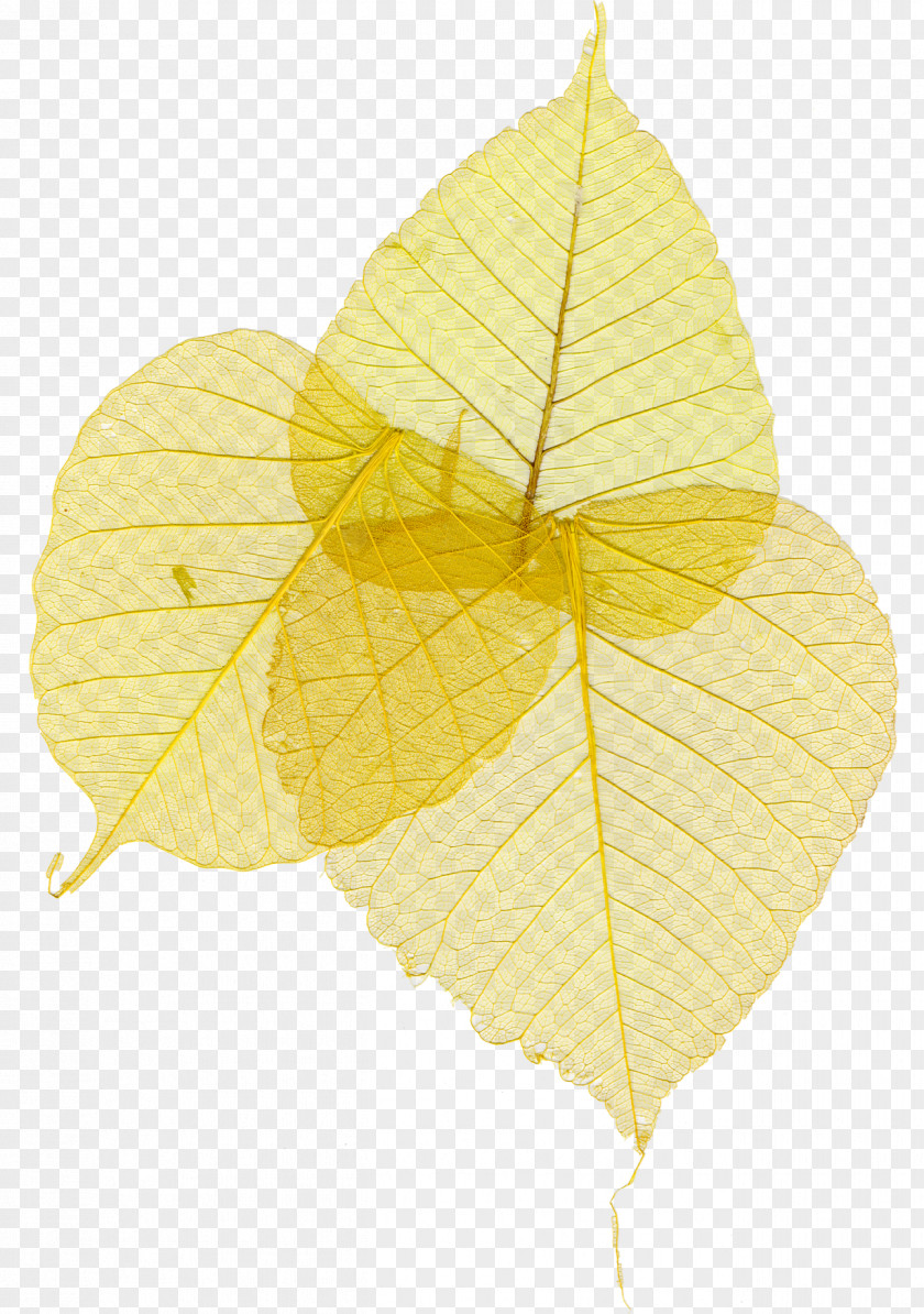 Leaf Yellow Clip Art PNG