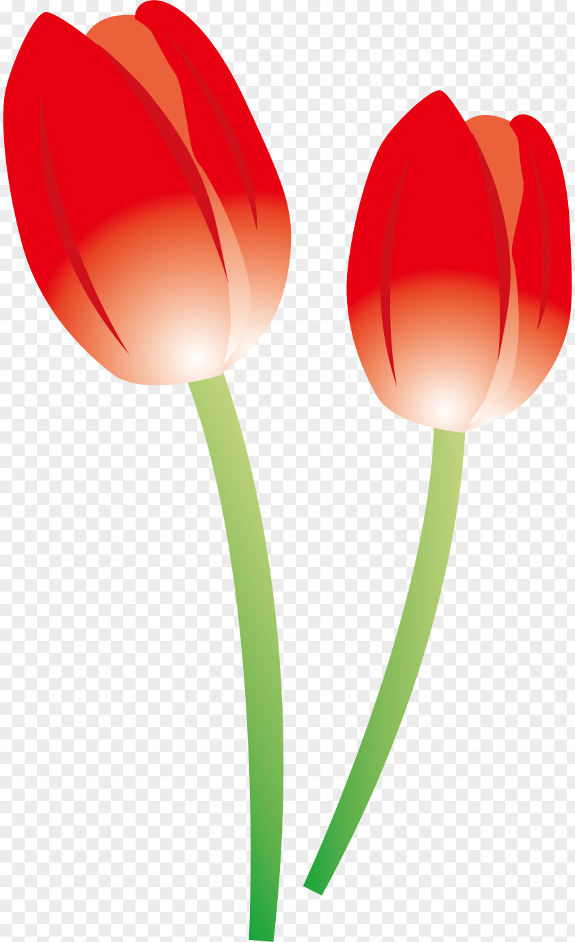 Tulip Flowers. PNG