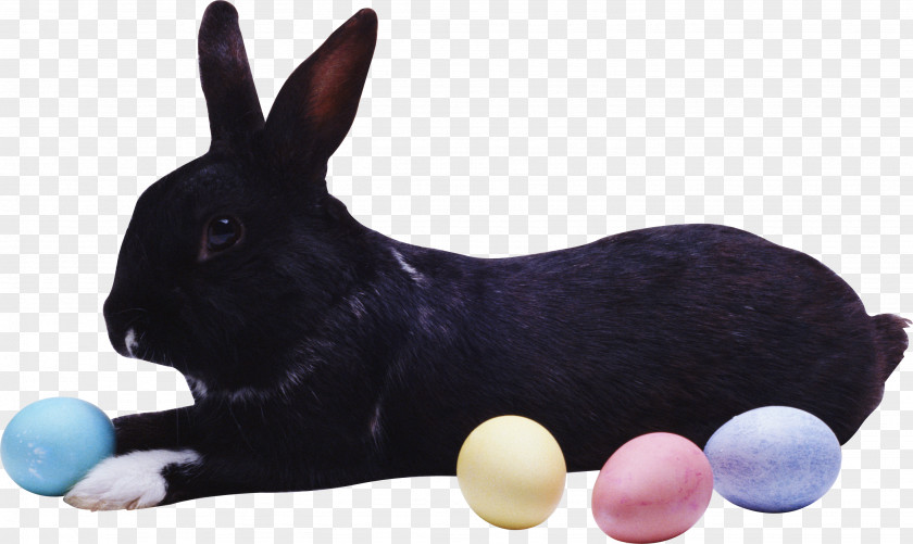 Bunny Easter Hare European Rabbit PNG