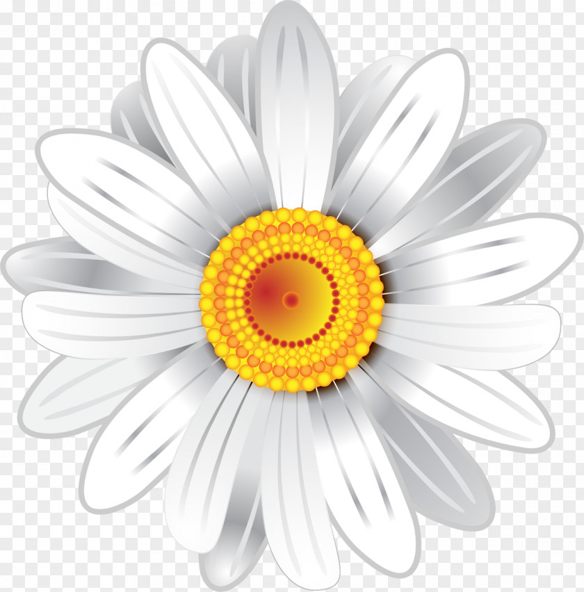 Camomile Chrysanthemum White Cut Flowers PNG