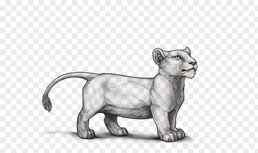 Cat Lion Line Art Sketch Drawing PNG