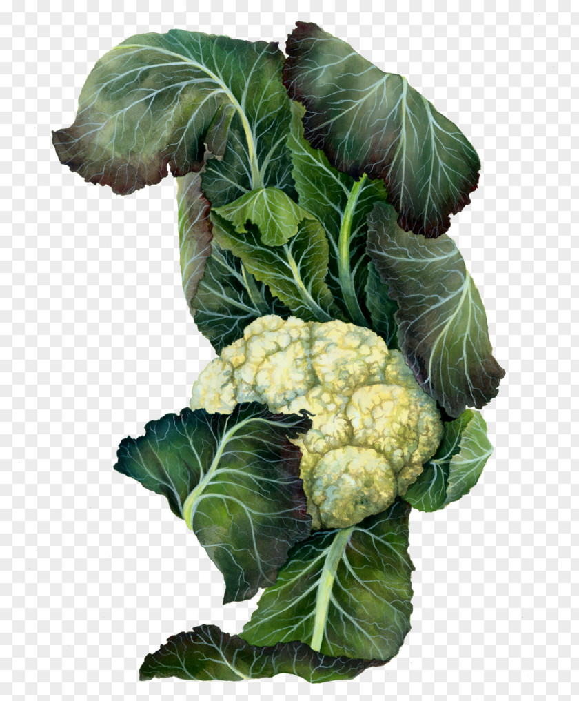 Cauliflower Cruciferous Vegetables Collard Greens Spring Botanical Illustration PNG