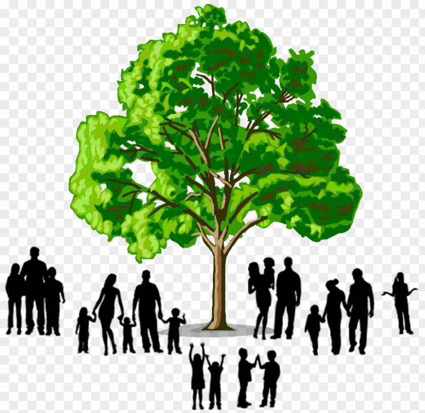 Family Members Hardwood Softwood Tree Deciduous PNG