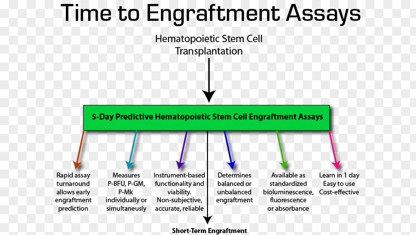 Hematopoietic Stem Cells Cell Transplantation Neutrophil Platelet PNG