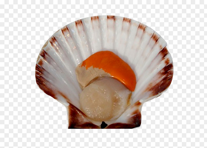 Product Clam Mussel Seashell Pecten Jacobaeus Oyster PNG
