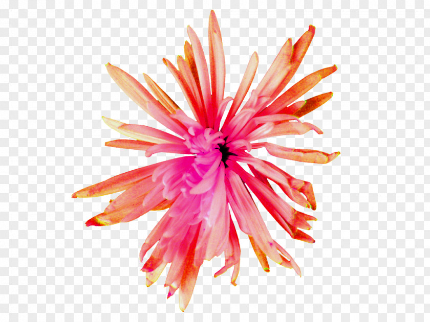 Aster Flower Dahlia Cut Flowers Pink M Petal Close-up PNG