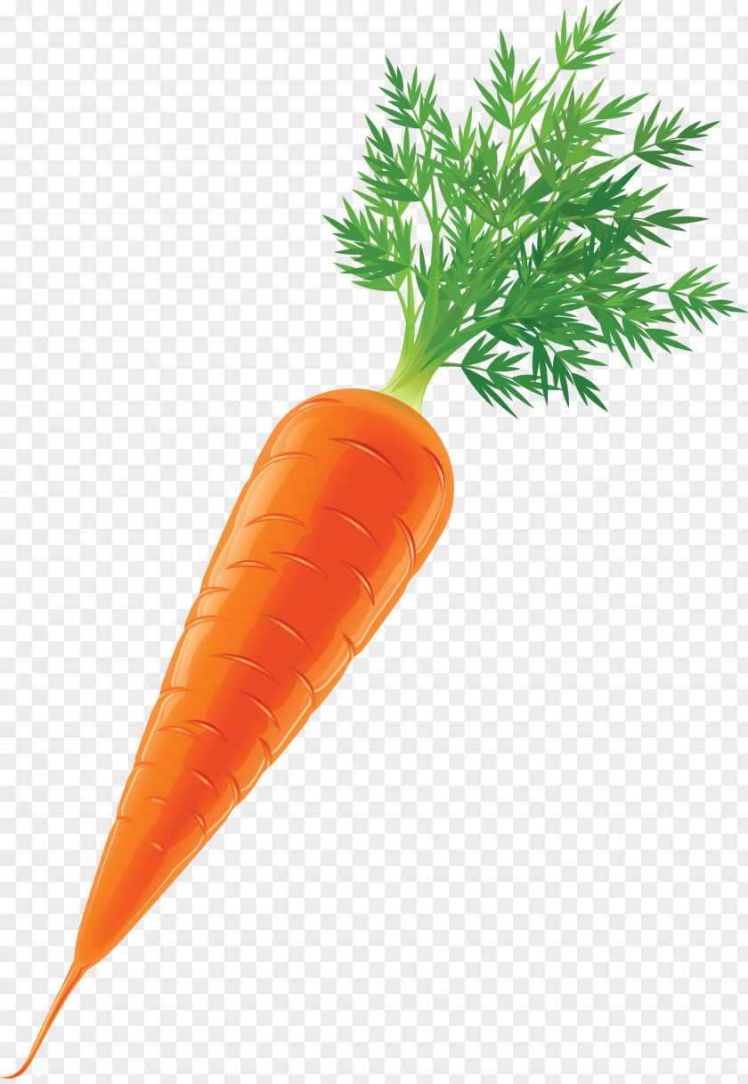 Carrot Vegetable Stock Clip Art PNG