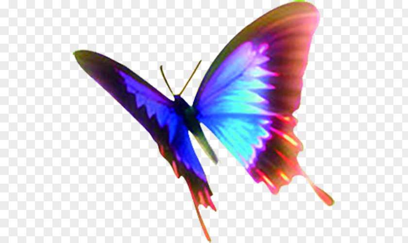 Colorful Butterfly Insect Wing Moth PNG