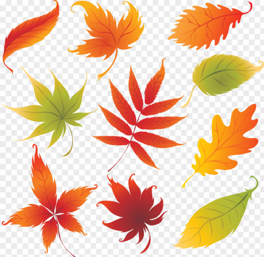 Design Drawing Autumn Leaf Color PNG
