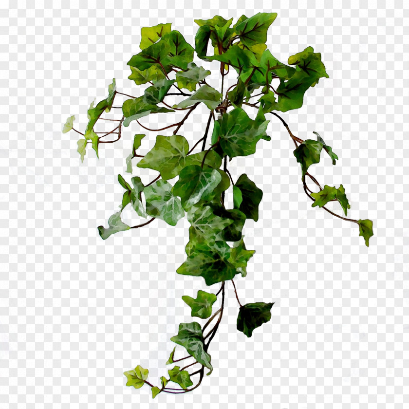 Twig Vine Ivy PNG