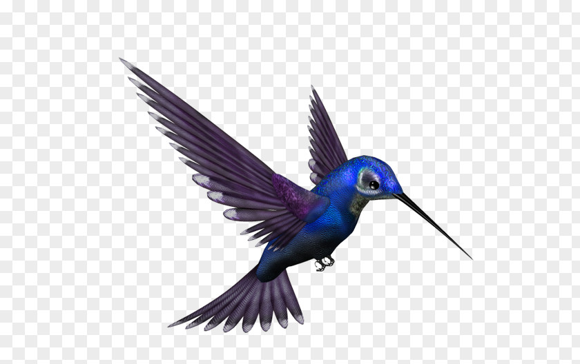 Bird Google Hummingbird PNG