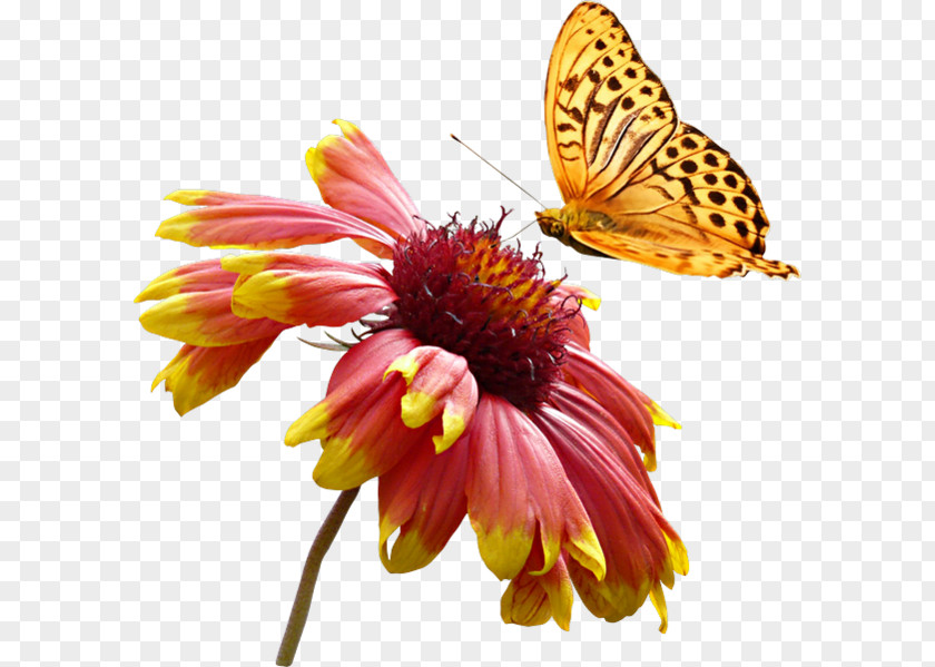 Butterfly Flower Clip Art PNG