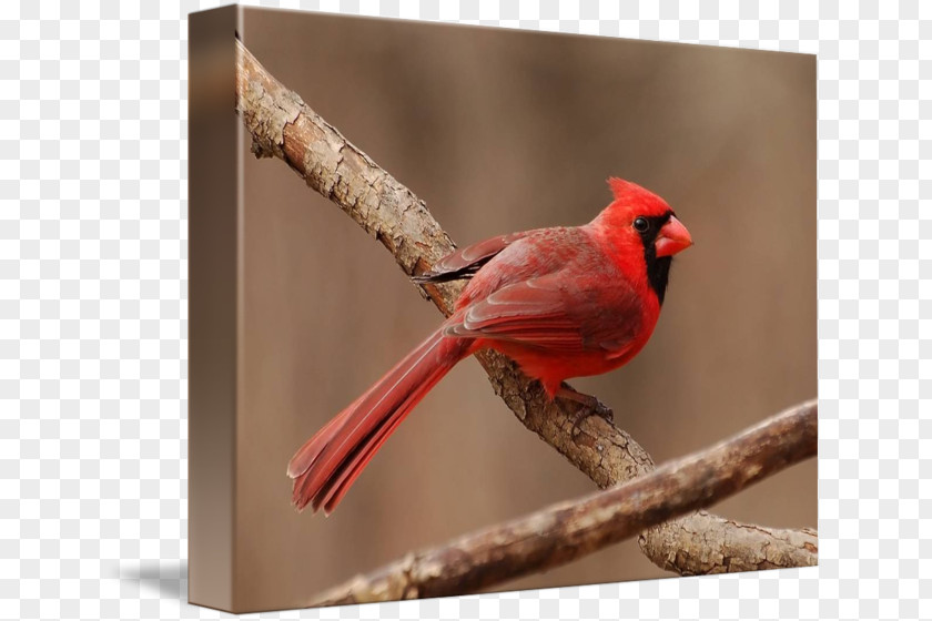 Cardinal Drawing Finches Fauna Beak PNG