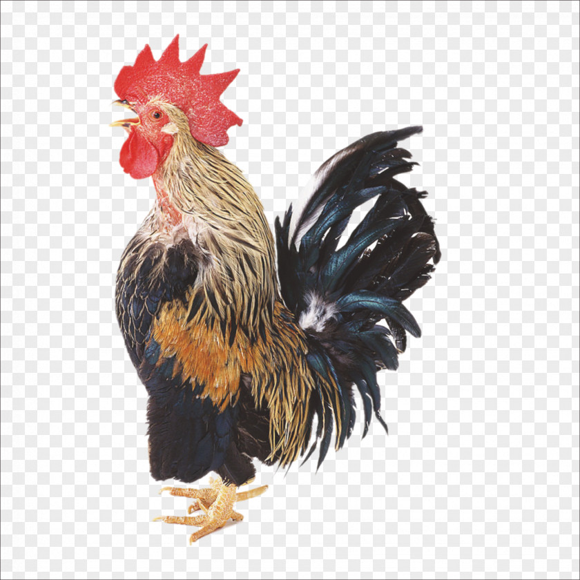 Cock Chicken Broiler Rooster Duck Poultry PNG
