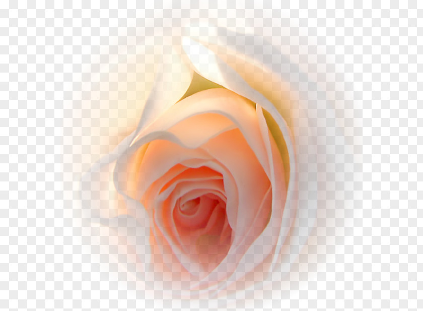 Flower Garden Roses Gift Love PNG