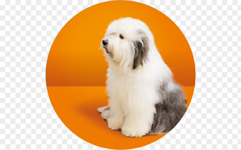 Splash Milk Dog Breed Tibetan Terrier Old English Sheepdog Coton De Tulear Havanese PNG