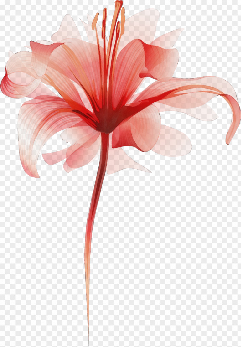 Amaryllis Plant Stem Cut Flowers Petal Pink M PNG
