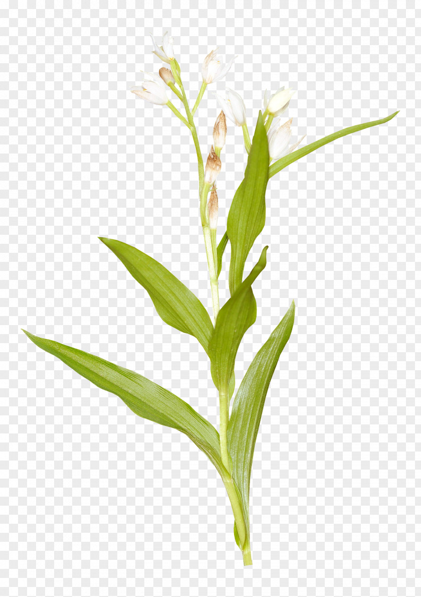 Country Cut Flowers Grasses Plant Stem PNG