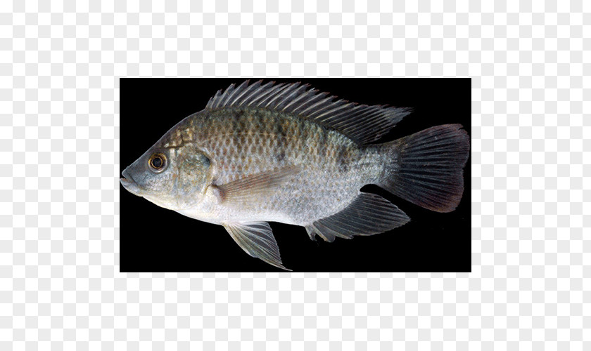 Fish Mozambique Tilapia Freshwater Nile PNG