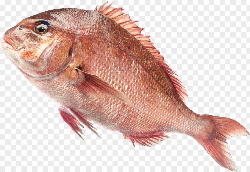 Fish Northern Red Snapper Freshwater Saltwater PNG