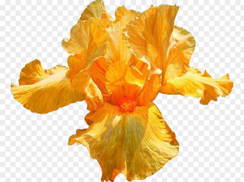 Iris Flower Overseas Department Thought Guadeloupe Delusion PNG