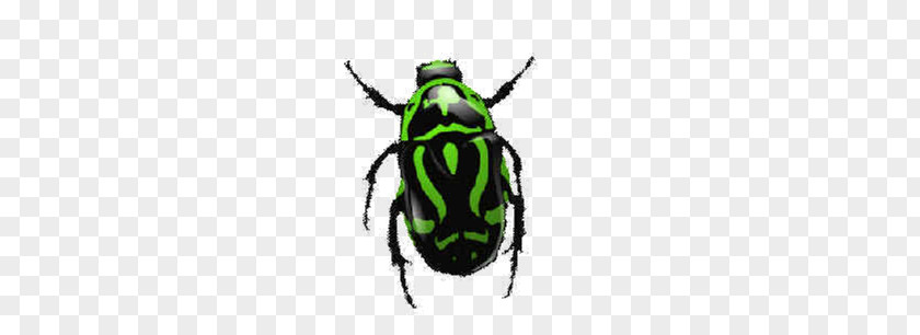Bugs PNG clipart PNG
