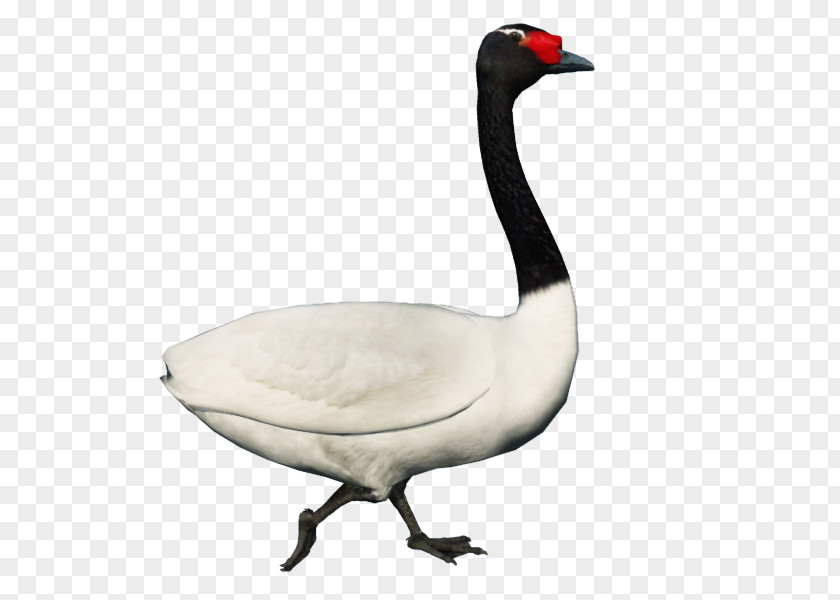 Goose Cygnini Duck Fauna Neck PNG