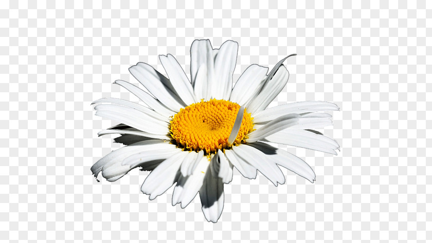 Innocence Common Daisy Oxeye Marguerite Chrysanthemum Transvaal PNG