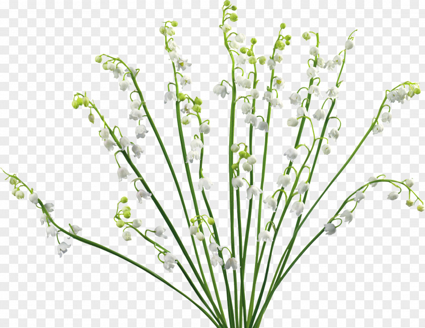 Lily Of The Valley Desktop Wallpaper PNG