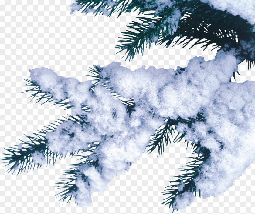 Snow Fir Pine Spruce PNG
