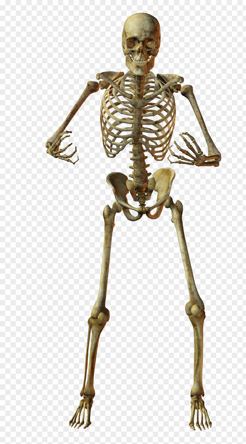 Hugging Skeletons Skeleton Skull Photography Bone PNG