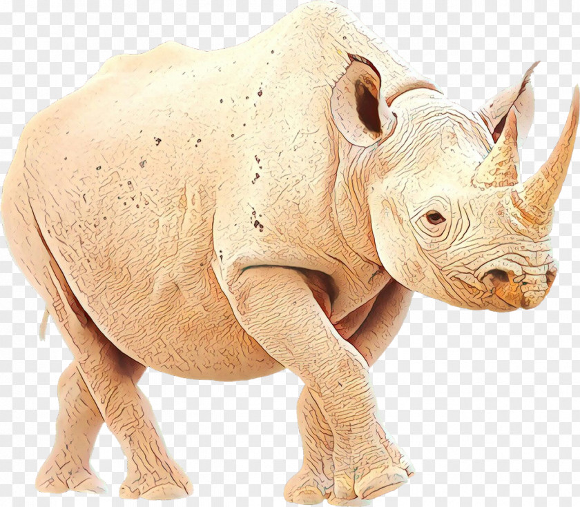 Terrestrial Animal Rhinoceros Fauna Snout PNG