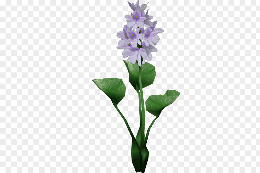 Aquatic Plants Hyacinthus Orientalis Egyptian Lotus Flower Common Water Hyacinth Plant PNG