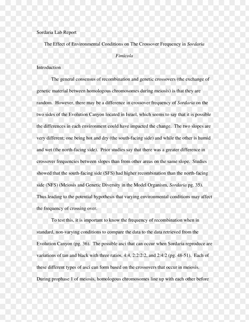 Line Document Angle Essay PNG