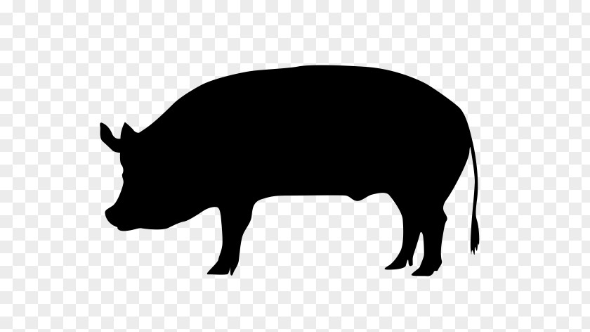 Livestock Snout Pig Cartoon PNG