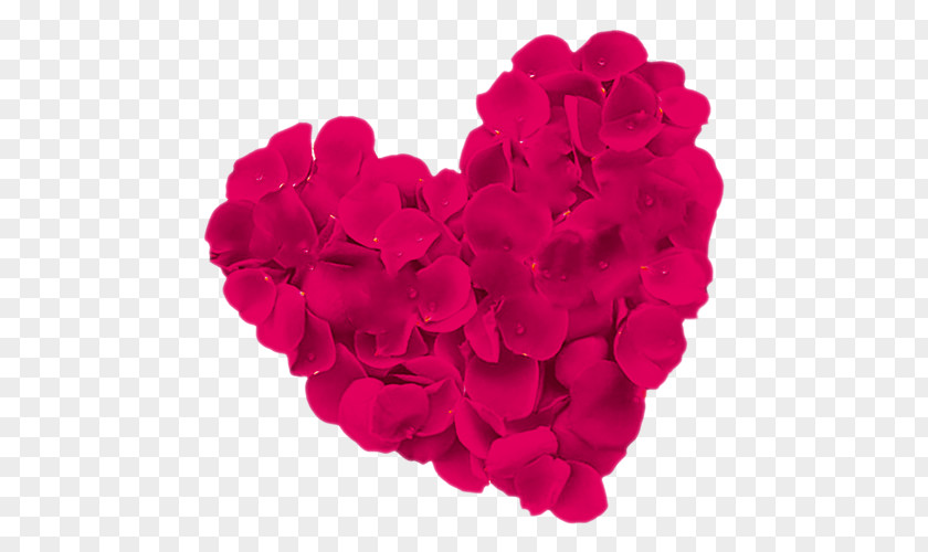 Rose Love Image Beach Heart Flower PNG