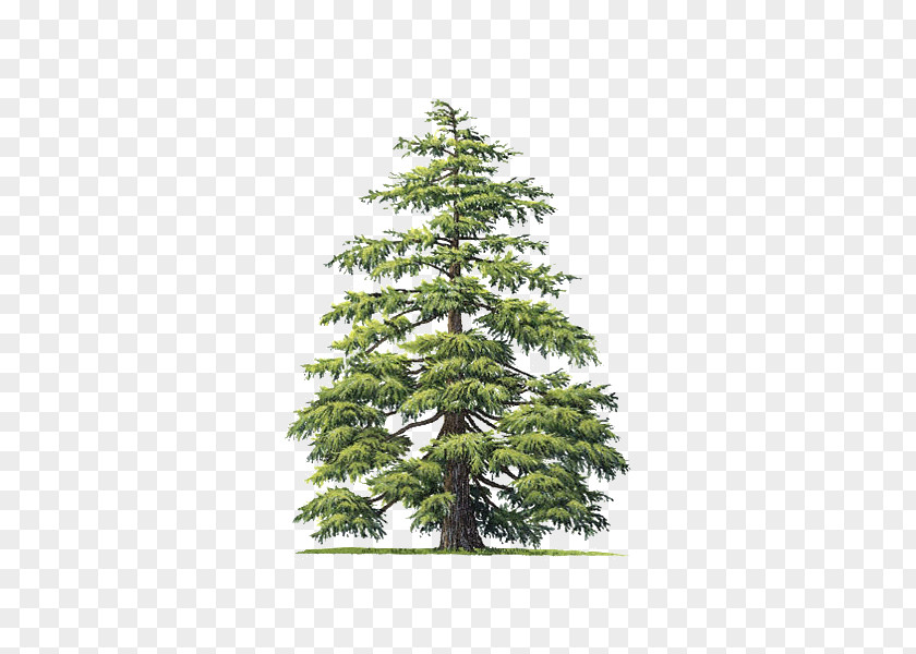 Tree Cedrus Atlantica Deodar Cedar Atlas Mountains Libani PNG