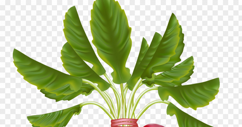 Vegetable Daikon Cruciferous Vegetables Clip Art PNG